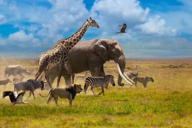 The Maasai Mara