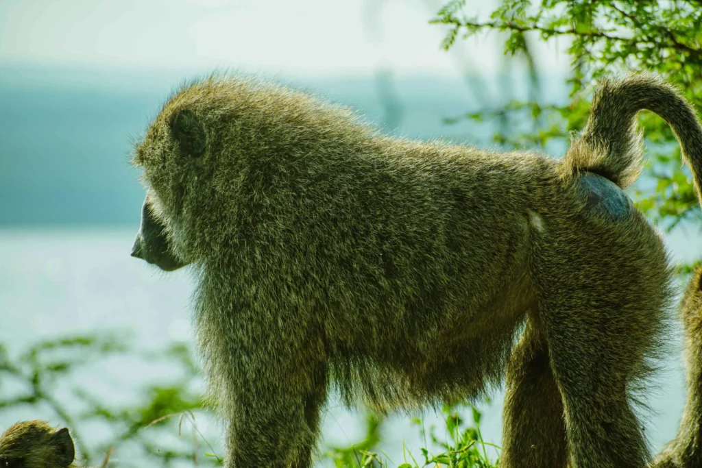 Baboon at Lake Nakuru National Park