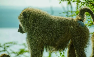 Baboon at Lake Nakuru National Park