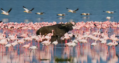 Lake Nakuru National Park Safari Adventure
