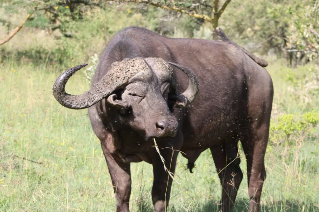 Buffalo at Lake Nakuru National Park