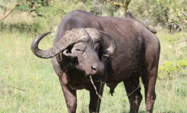 Buffalo at Lake Nakuru National Park