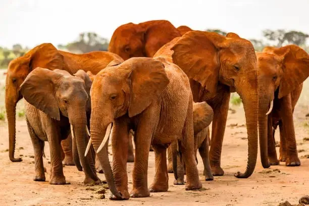 An Elephant Herd