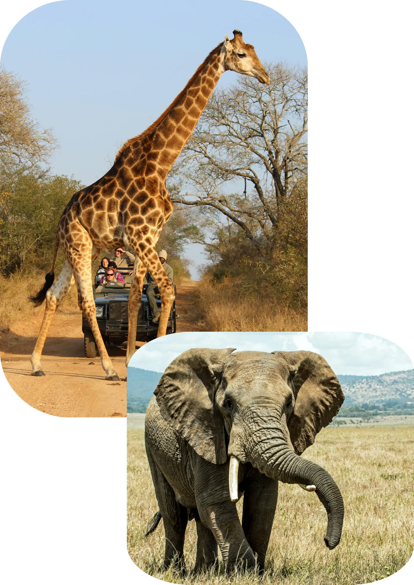 Giraffe and Elephant Picture