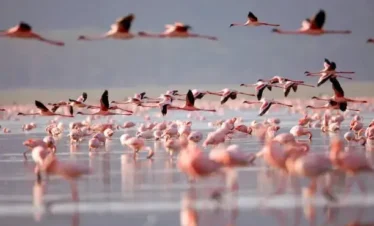 Flamingoes flying