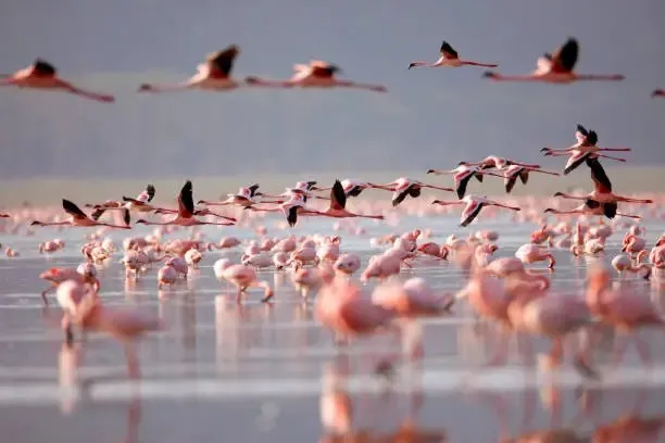 Flamingoes flying