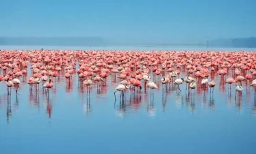 Flamingoes at the Lake Nakuru National Park