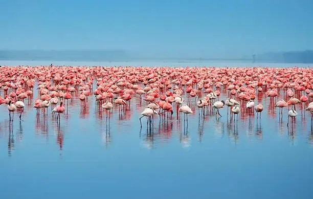Flamingoes at the Lake Nakuru National Park