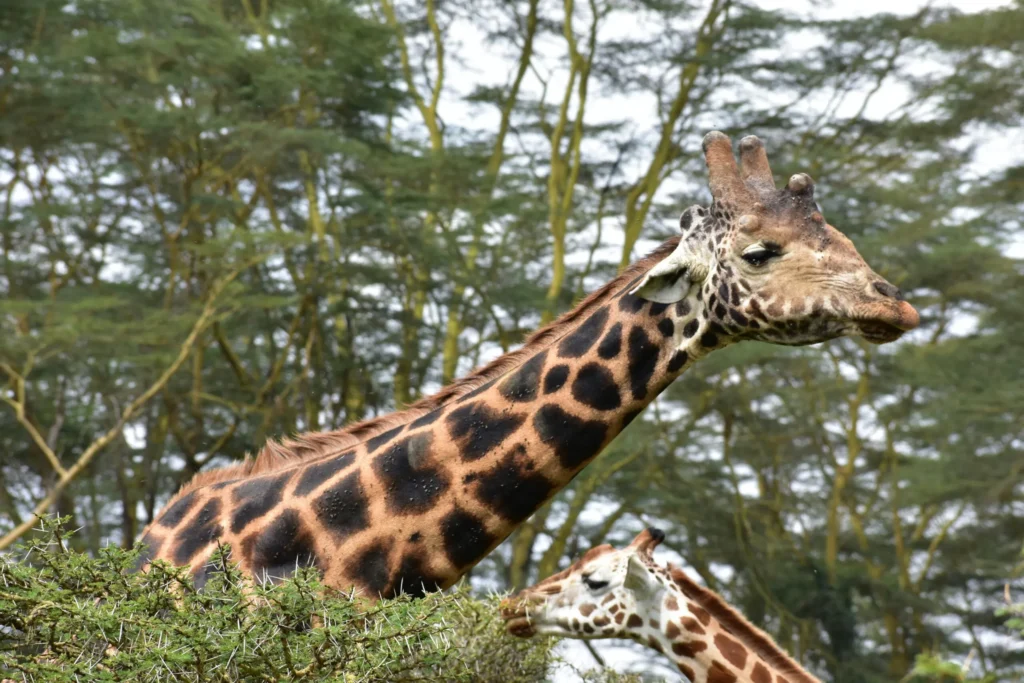 Giraffe at Lake Nakuru National Park