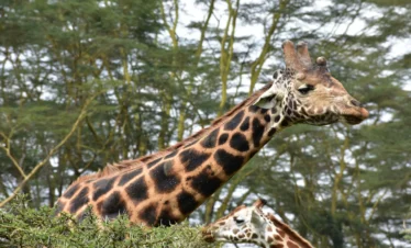 Giraffe at Lake Nakuru National Park