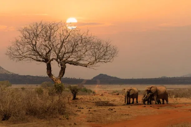 Elephants in Tsavo