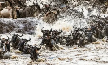 Wildebeest Migration
