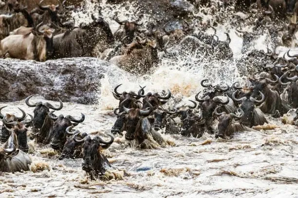 Wildebeest Migration