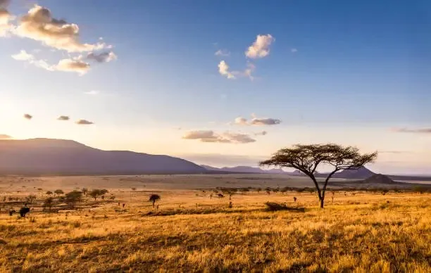 Tsavo National Park Landscape