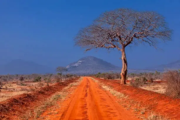 Red anthill of Tsavo