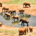 Elephants in a water point