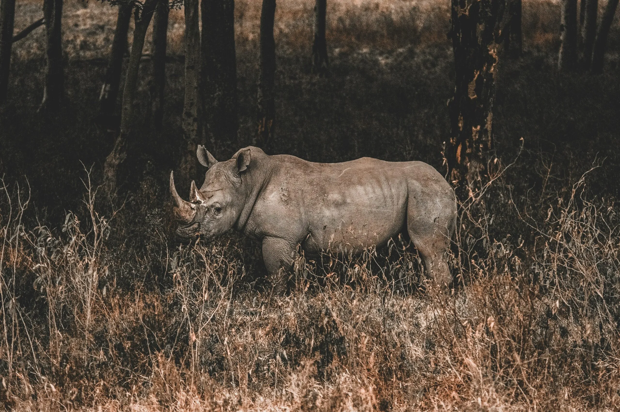 White Rhino