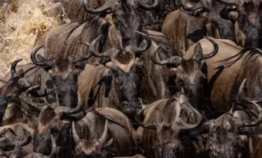 Wildebeest herd