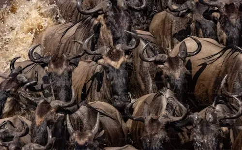 Wildebeest herd