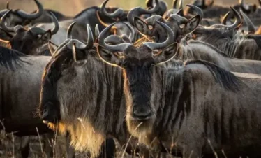Wildebeest heard