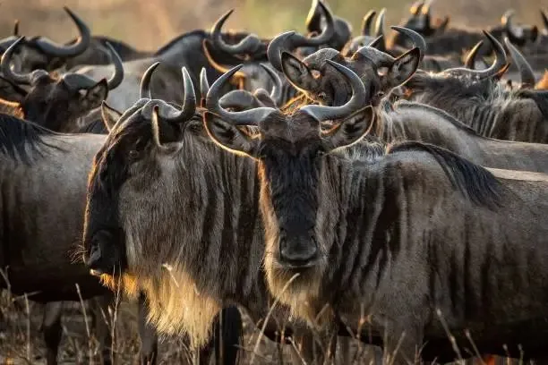 Wildebeest heard