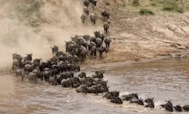Wildebeest Migration