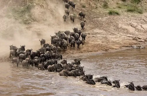 Wildebeest Migration