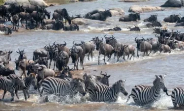 Wildebeest and zebras