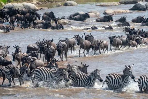 Wildebeest and zebras