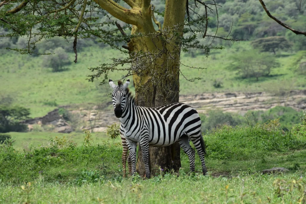A Zebra at Lake Nakuru National Park