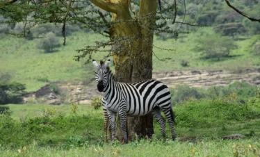 A Zebra at Lake Nakuru National Park