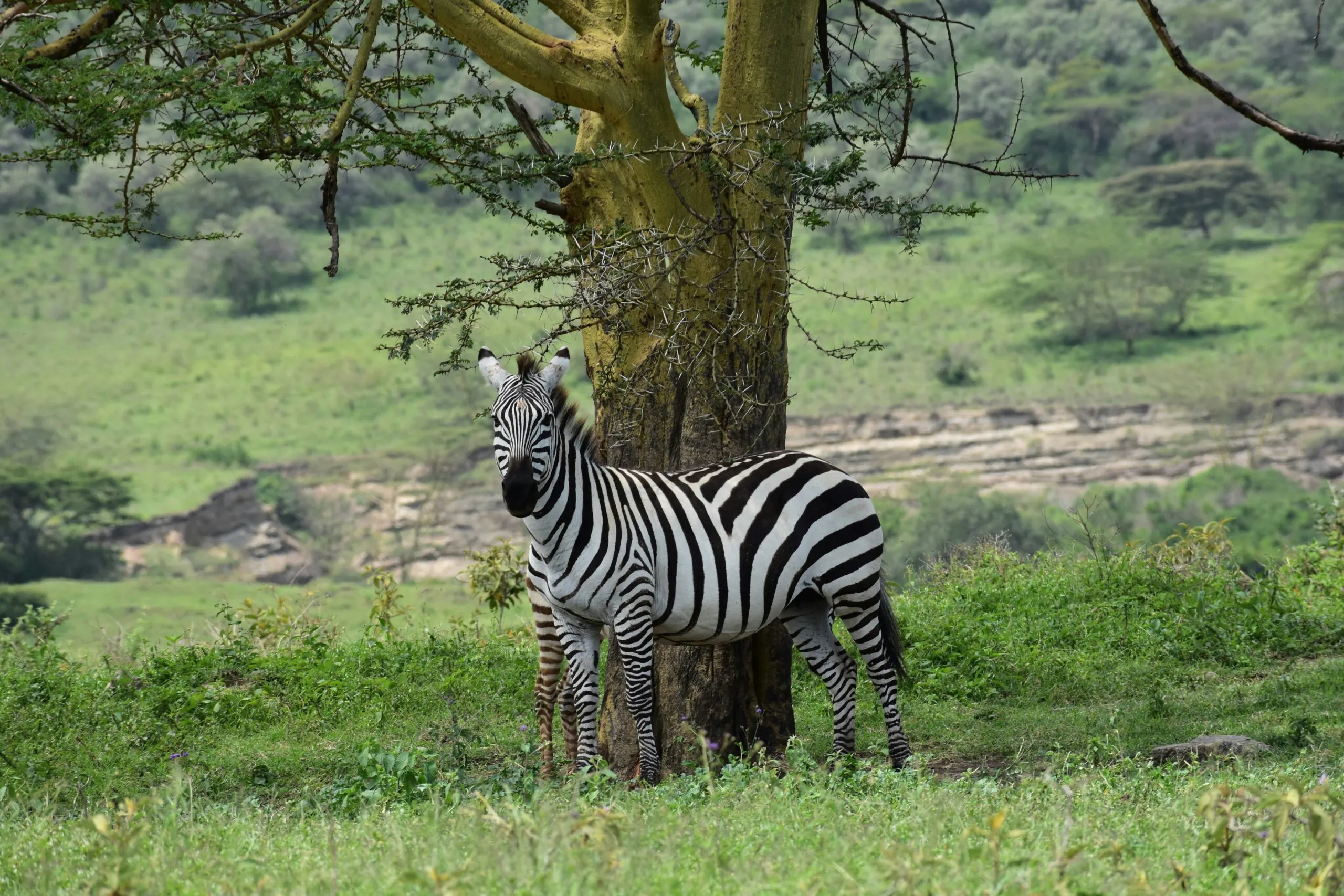 A Zebra at Lake Nakuru National Park