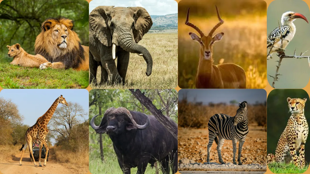 Safari Background