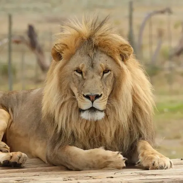 Lion relaxing