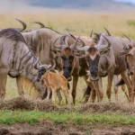 Wildebeest Calf