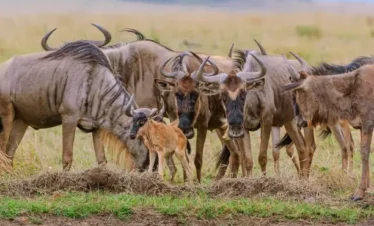 Wildebeest Calf