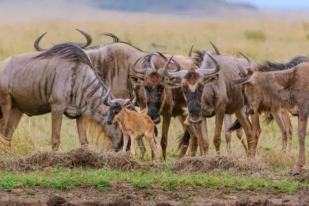 Explore the Wonders of Maasai Mara