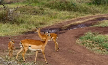 Antelopes at the Nairobi National Park
