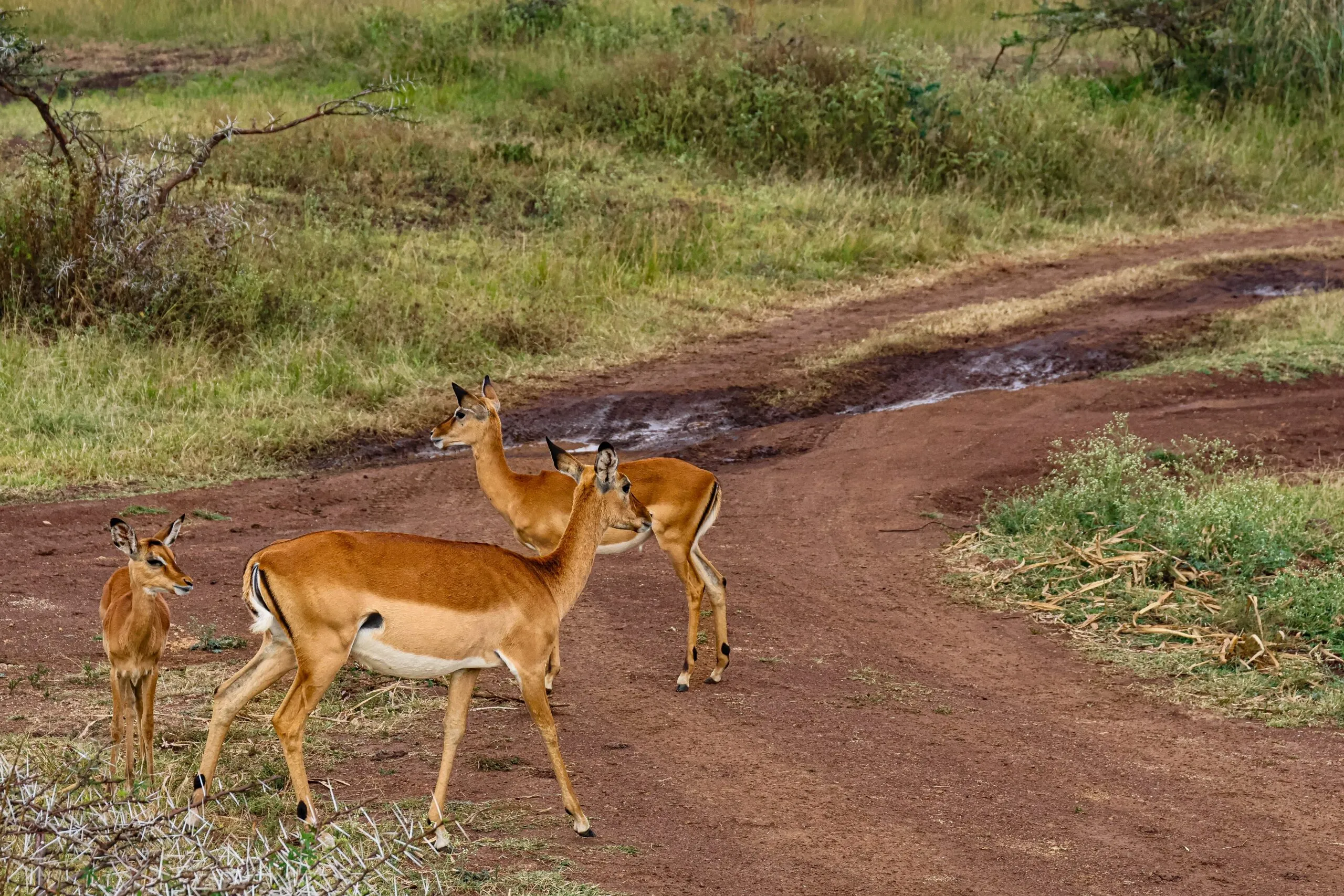 Antelopes at the Nairobi National Park