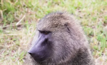 Baboon at Hells Gate National Park