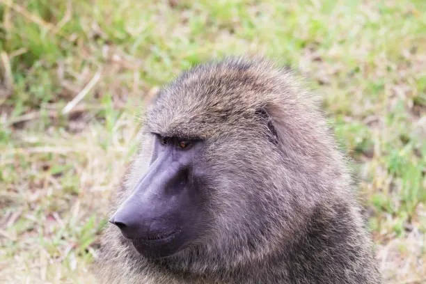 Baboon at Hells Gate National Park