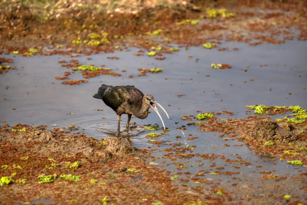 Bird at Amboseli National Park