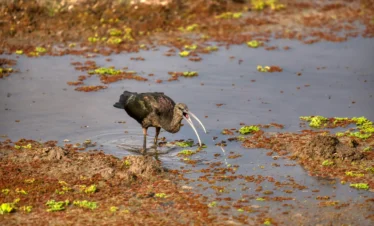 Bird at Amboseli National Park