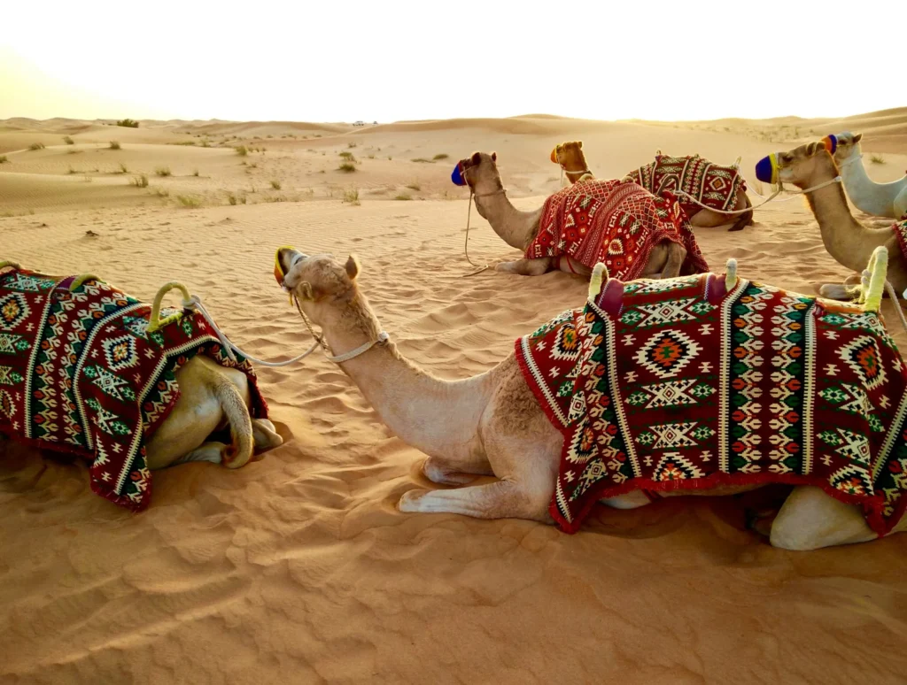Camel Ride