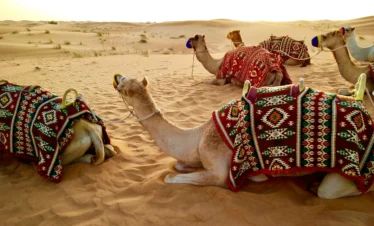 Camel Ride