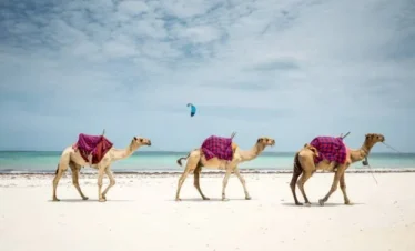 Camels in Watamu Beach