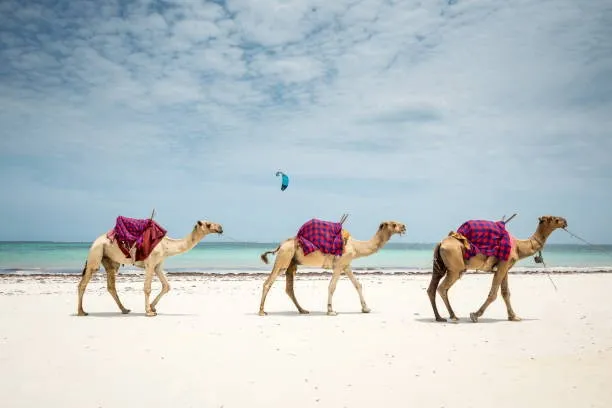 Camels in Watamu Beach