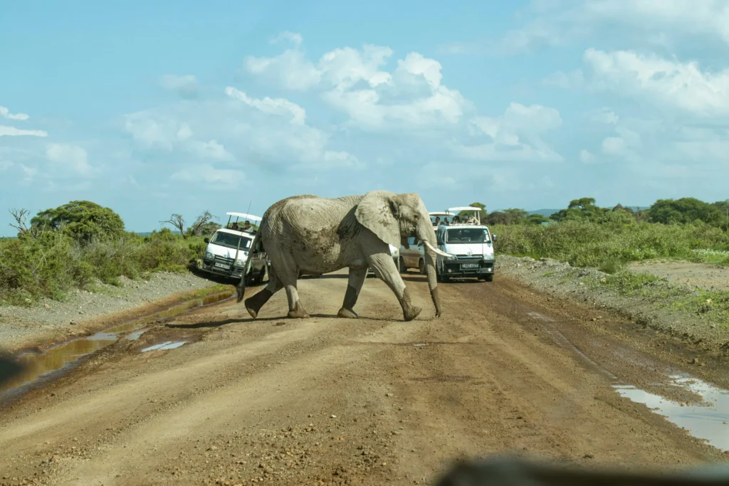 Elephant In Amboseli