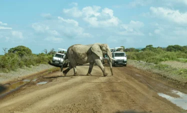 Elephant In Amboseli