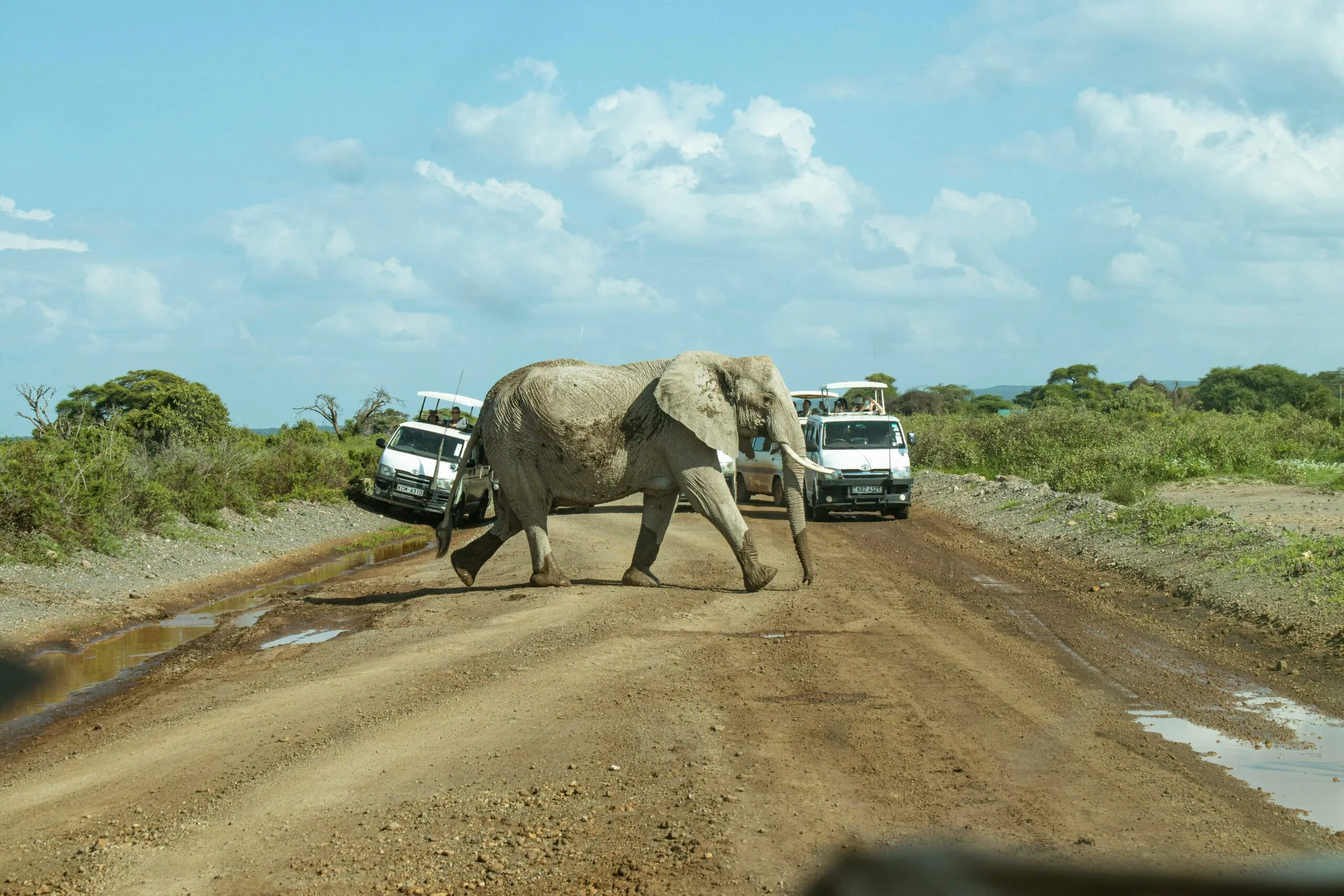 Elephant In Amboseli